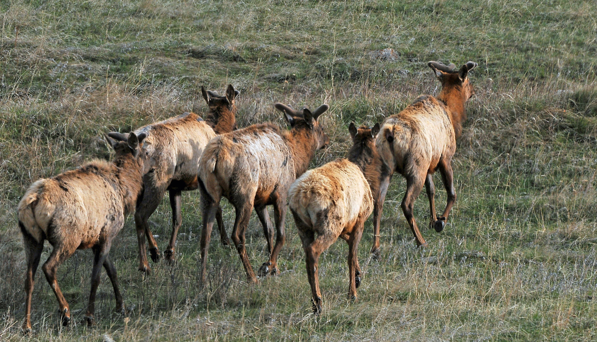 Congregation